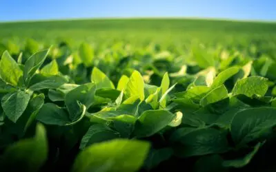A healthy and vibrant-looking soy bean crop