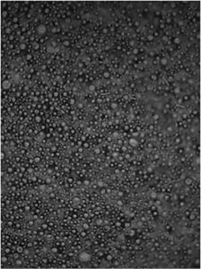 FIGURE 11—Convocal microscopy of a matte, soft-feel PUD (100x mag/size 178x134 µm).