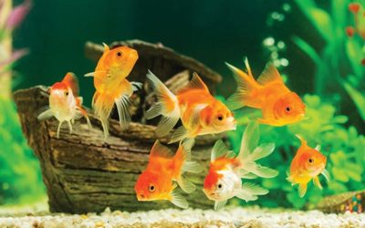 Goldfish in aquarium with green plants