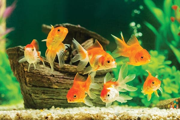 Goldfish in aquarium with green plants