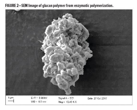 Enzymatic Polymerization Figure 2