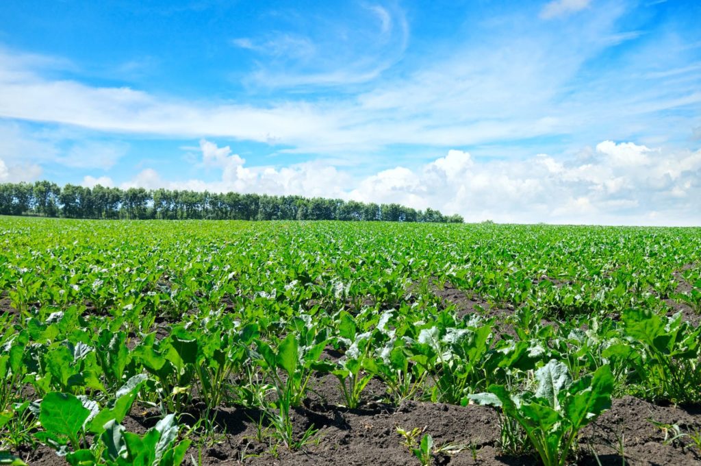 green beet field and blue sky