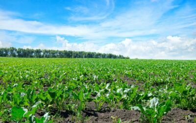 green beet field and blue sky