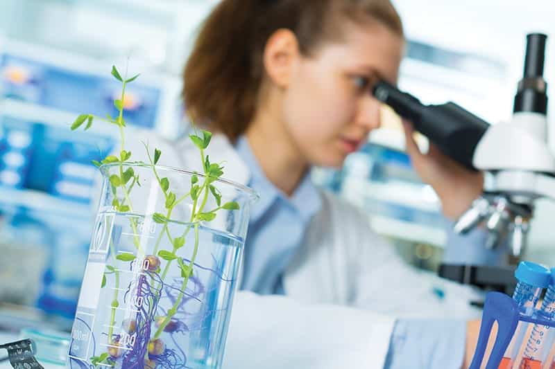 Research green plants in the laboratory