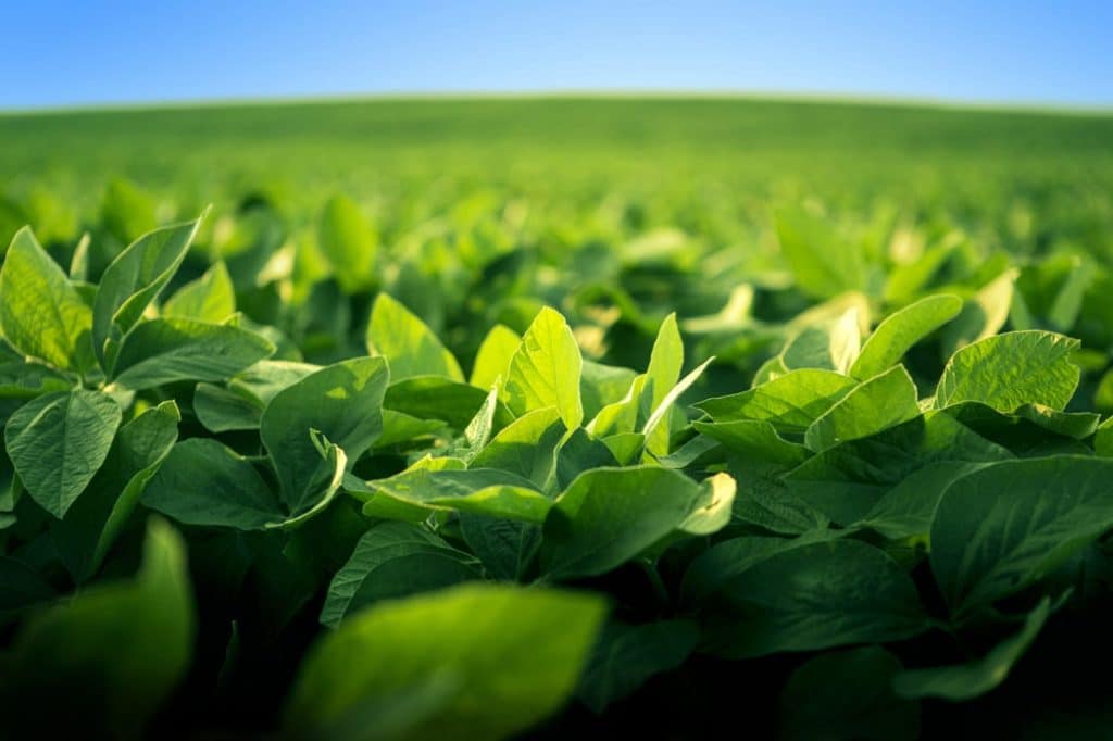 A healthy and vibrant-looking soy bean crop