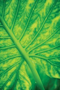 Green leaf and waterdrops