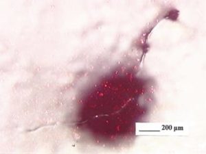 FIGURE 6—A typical piece of dirt in an automotive coating, a fiber.