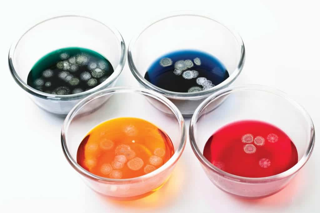 Variety of mold fungus in glass bowls on white background