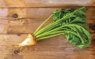 Sugar beet with tops on an old wooden table.