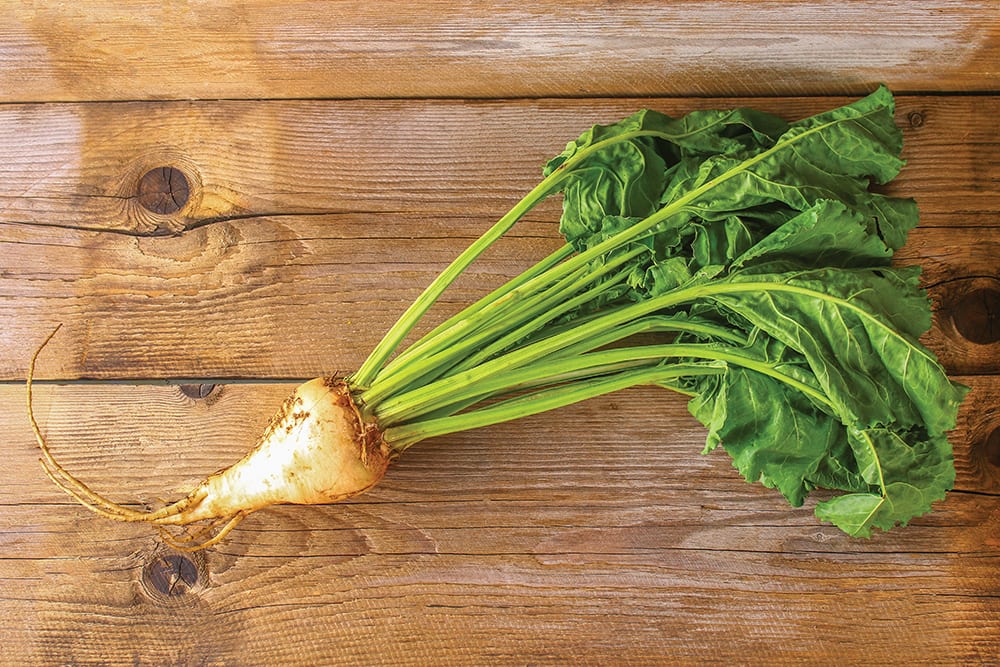 Sugar beet with tops on an old wooden table.