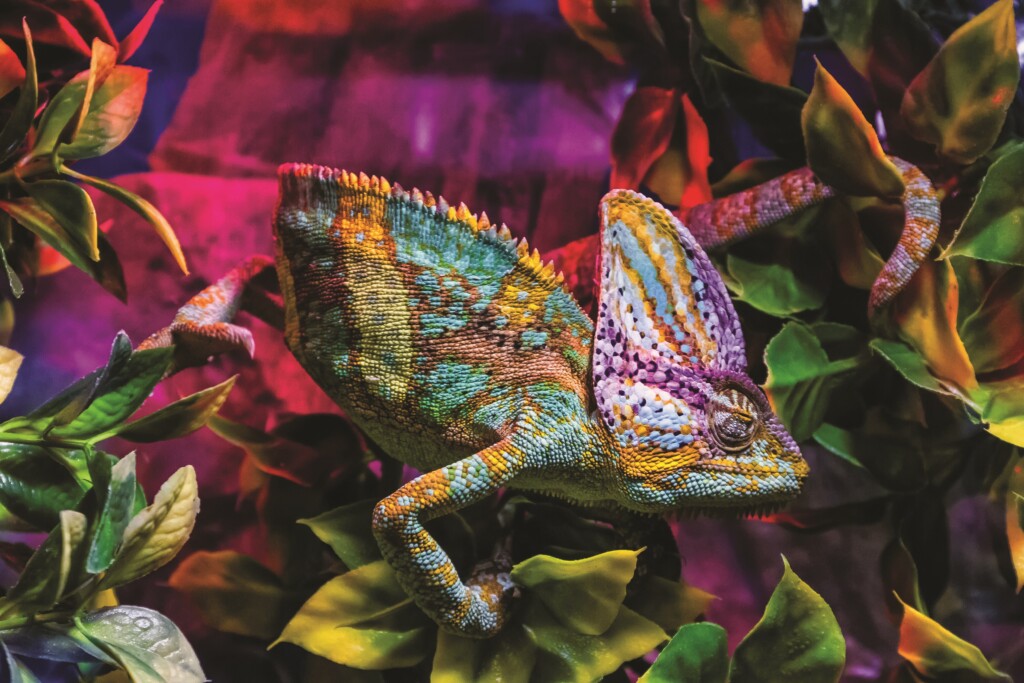 Uzhhorod, Ukraine - March 26, 2017: Chameleon in terrarium during an exhibition of terrarium animals.