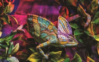 Uzhhorod, Ukraine - March 26, 2017: Chameleon in terrarium during an exhibition of terrarium animals.