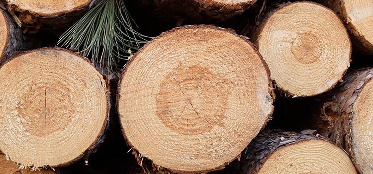 Freshly Cut Norway Pine