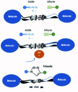 FIGURE 1. Copper ions added to azides and alkynes allow for oneof the most efficient reactions within click chemistry.1