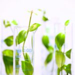 Plants against a white background.